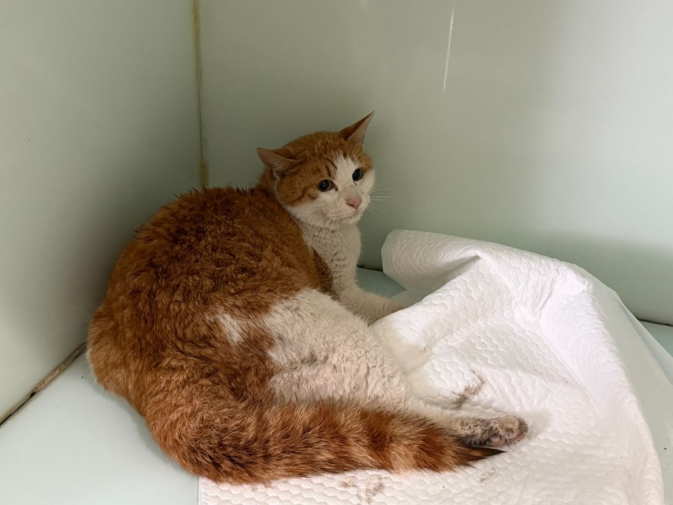 보호중 한국 고양이…